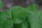 Roundleaf thoroughwort